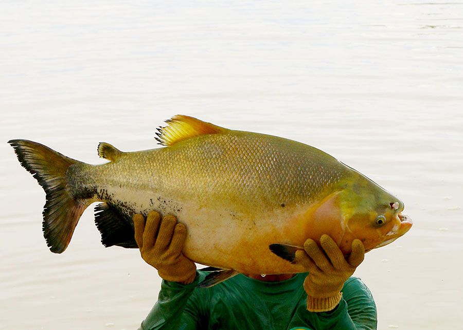Tambaqui dobra ganho de peso com tecnologia da Embrapa e revoluciona piscicultura no Brasil