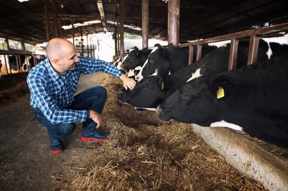 Instalações limpas e controle de pragas impactam positivamente a produtividade dos bovinos