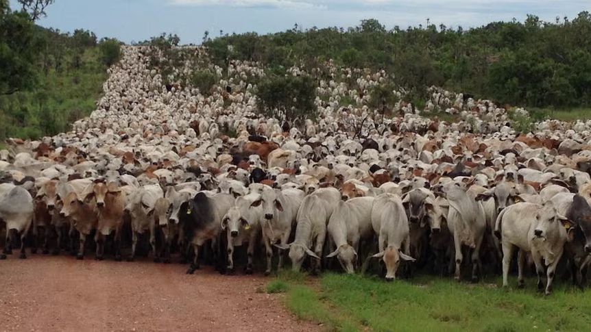 Fazenda gigante é vendida por mais de US$ 300 milhões, uma das maiores transações do mundo