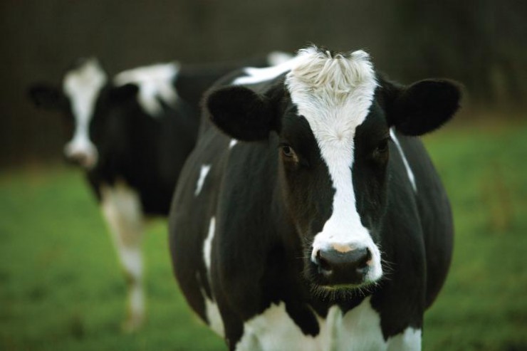 Integração entre sistemas de monitoramento e gestão de rebanho acelera decisões na fazenda