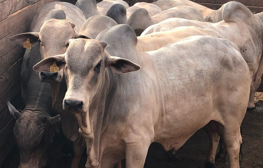 Boi gordo mantém R$ 325/@ em importante região, enquanto frigoríficos dão férias coletivas