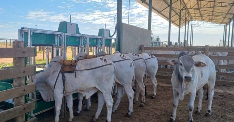 Centro de Pecuária Sustentável do Instituto de Zootecnia será inaugurado em São José do Rio Preto