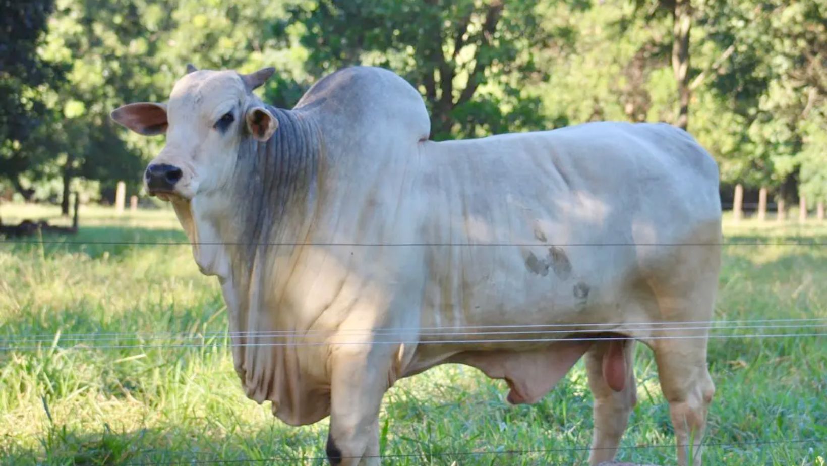 Mapa publica novas regras de comercialização de sêmen de touros em centrais