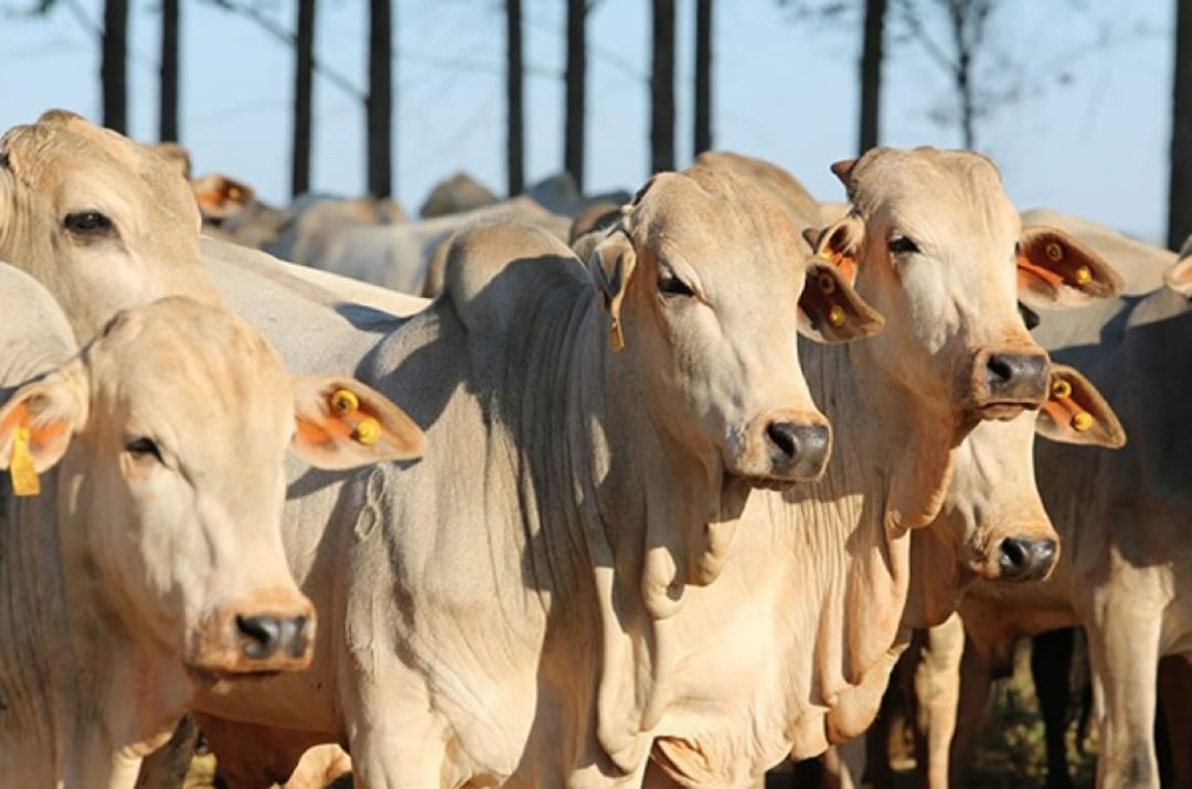 Boi gordo avança quase 30% em MT em 2025, enquanto bezerro dispara mais de 38%