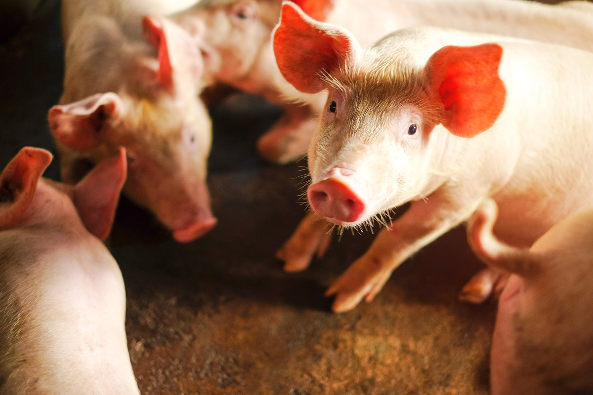 Ambiente inadequado e superlotado eleva risco de doenças respiratórias em suínos