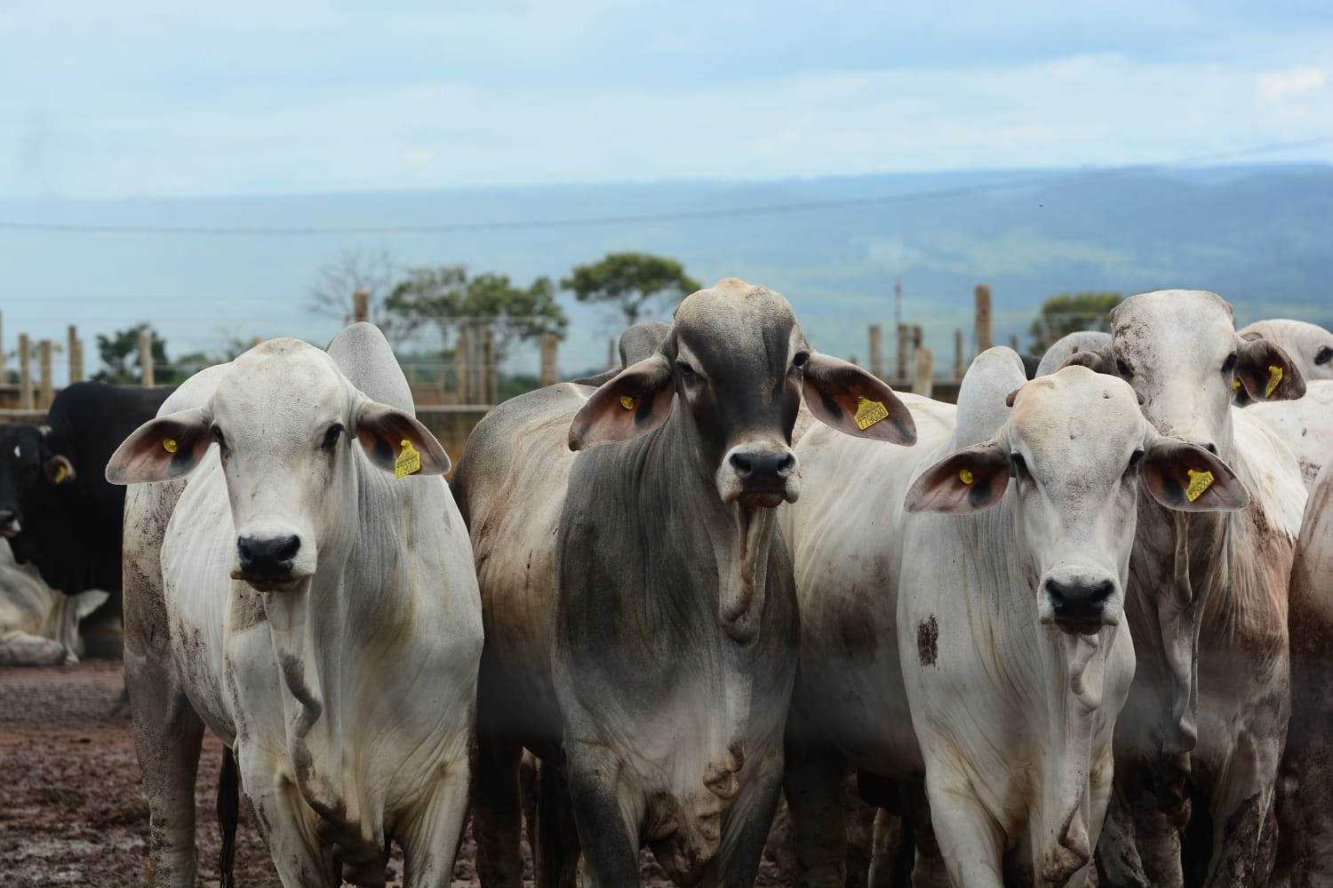 Maior demanda contribui para sustentar altas de preços da carne bovina