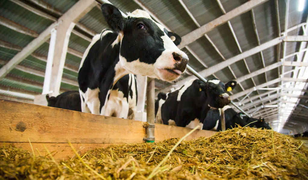 Sua fazenda precisa de mais volumoso; Entenda o porquê