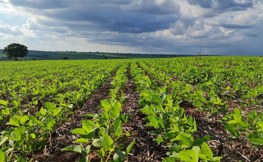 Deral mantém previsão de safra de soja do Paraná