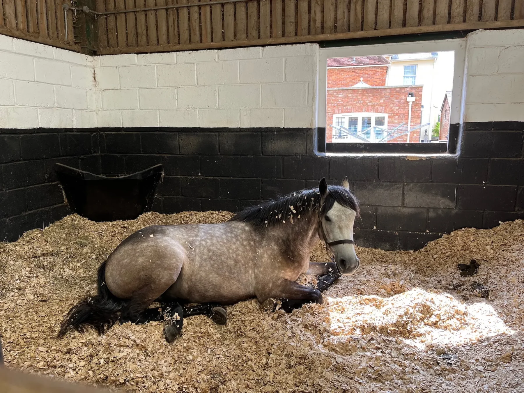 Conheça a cama da baia ideal para seu cavalo e quais as existentes