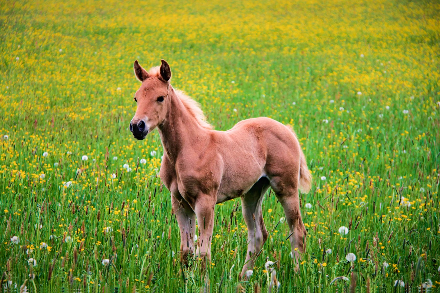 Nutrição adequada é decisiva para o desenvolvimento muscular de potros
