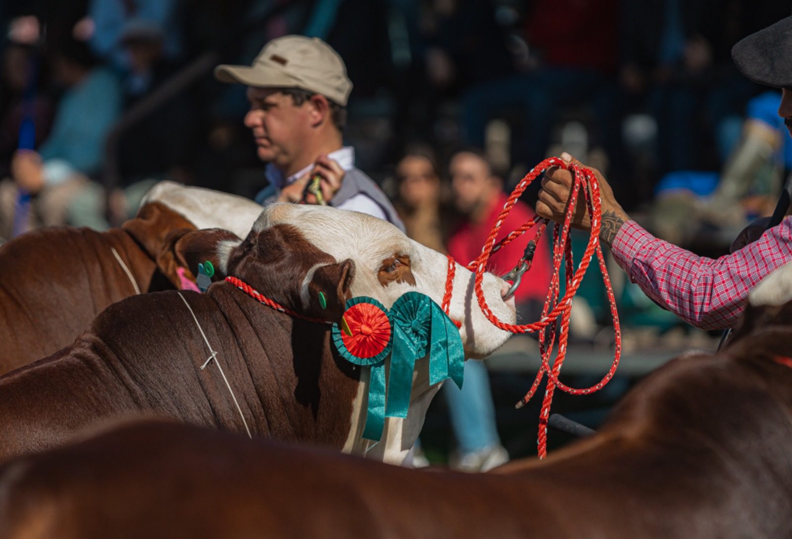 ABHB celebra 2025 marcante e consolida força das raças Hereford e Braford