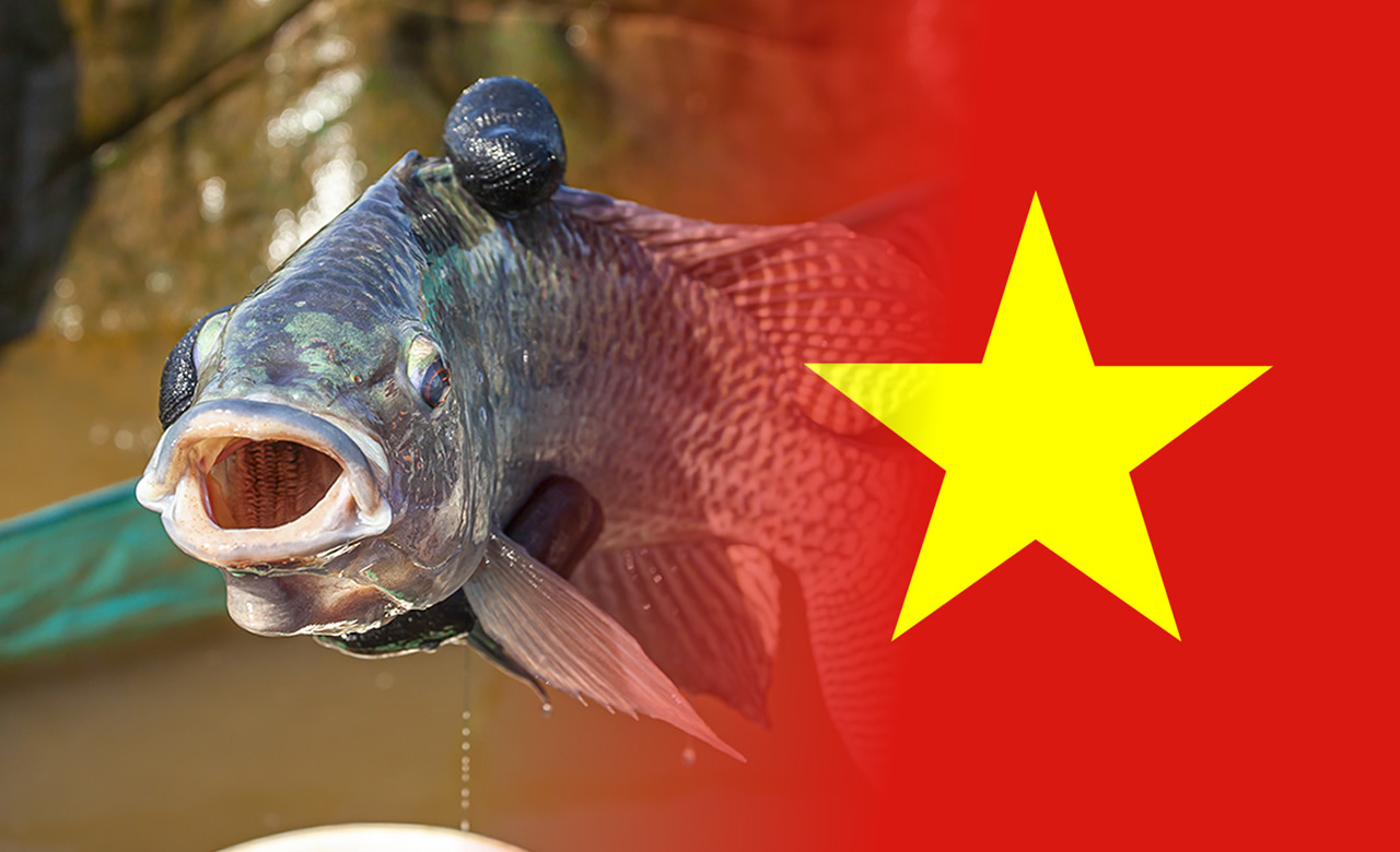 Santa Catarina proíbe importação de tilápia do Vietnã por risco sanitário