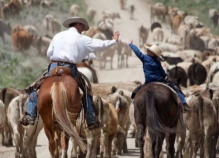 Boi gordo volta a R$ 330/@ – de forma pontual – com mercado travado e clima de recesso