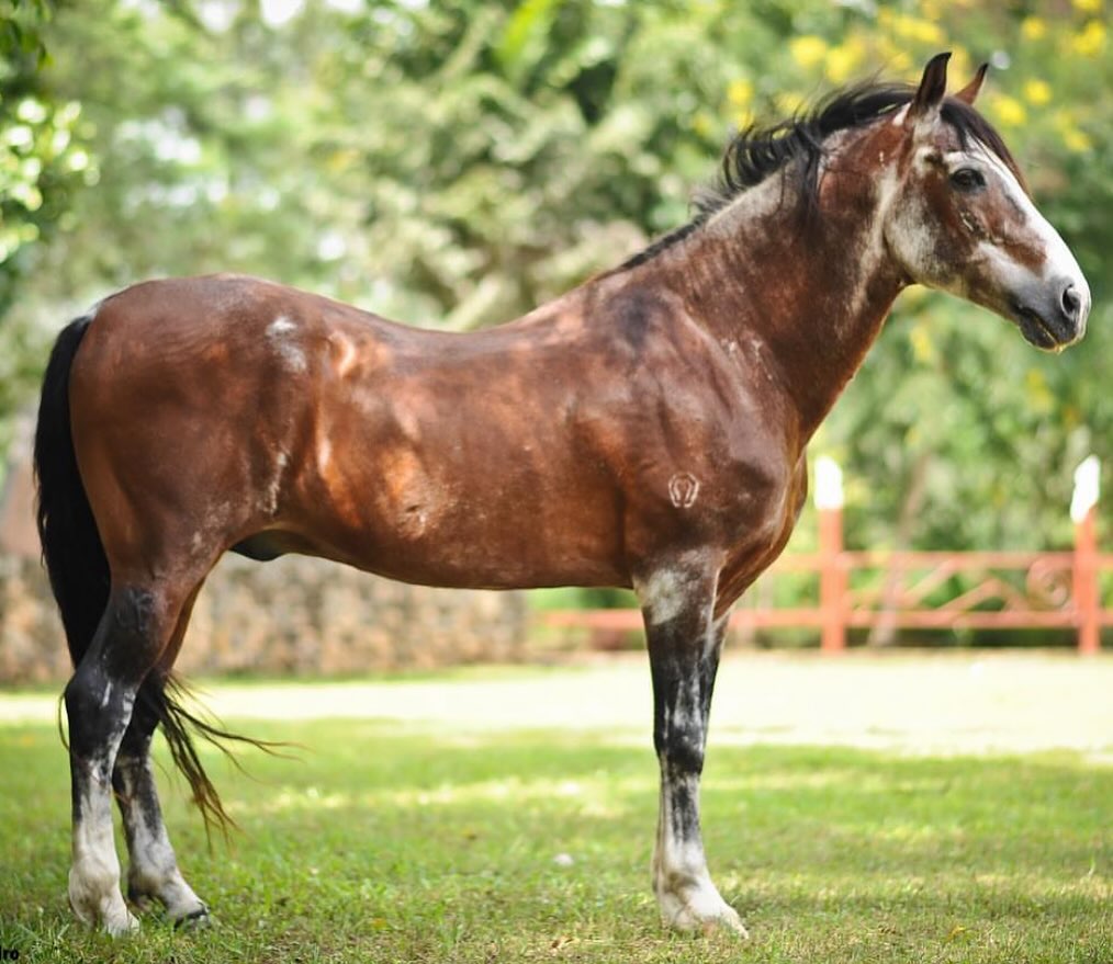 O poder da genética: as linhagens que dominam pistas, leilões e haras do Mangalarga Marchador