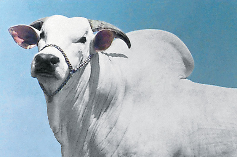 Há 60 anos nascia Chummak, o touro que colocou o Nelore brasileiro em outro patamar