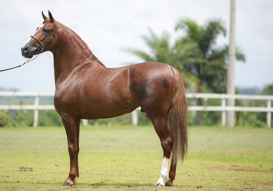Cavalo Mangalarga Marchador valorizado em R$ 102 milhões em 2025 quebra o recorde da raça
