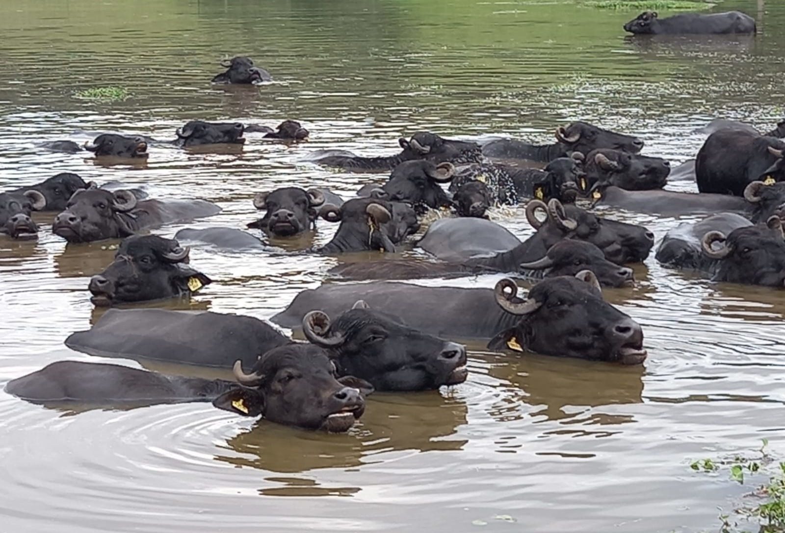 Bubalinocultura fecha 2025 com avanços técnicos e projeções de crescimento