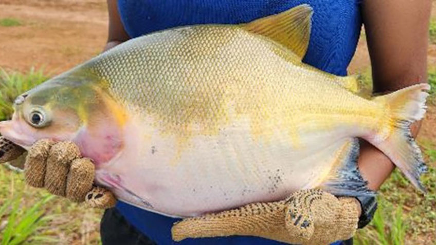 Integração de espécies eleva produtividade na piscicultura amazônica