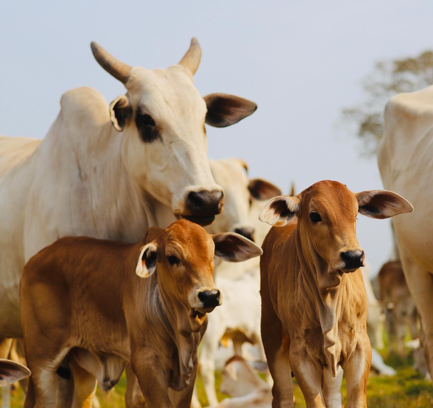 Estresse em vacas gestantes: entenda os riscos para o futuro do rebanho