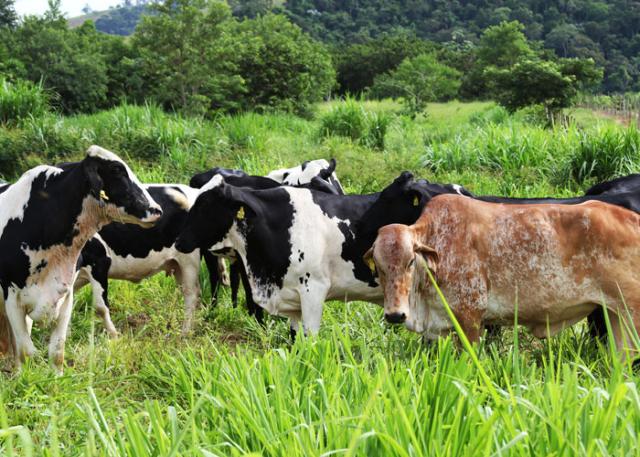Seu leite é mesmo de pasto? Como isso impacta sua margem