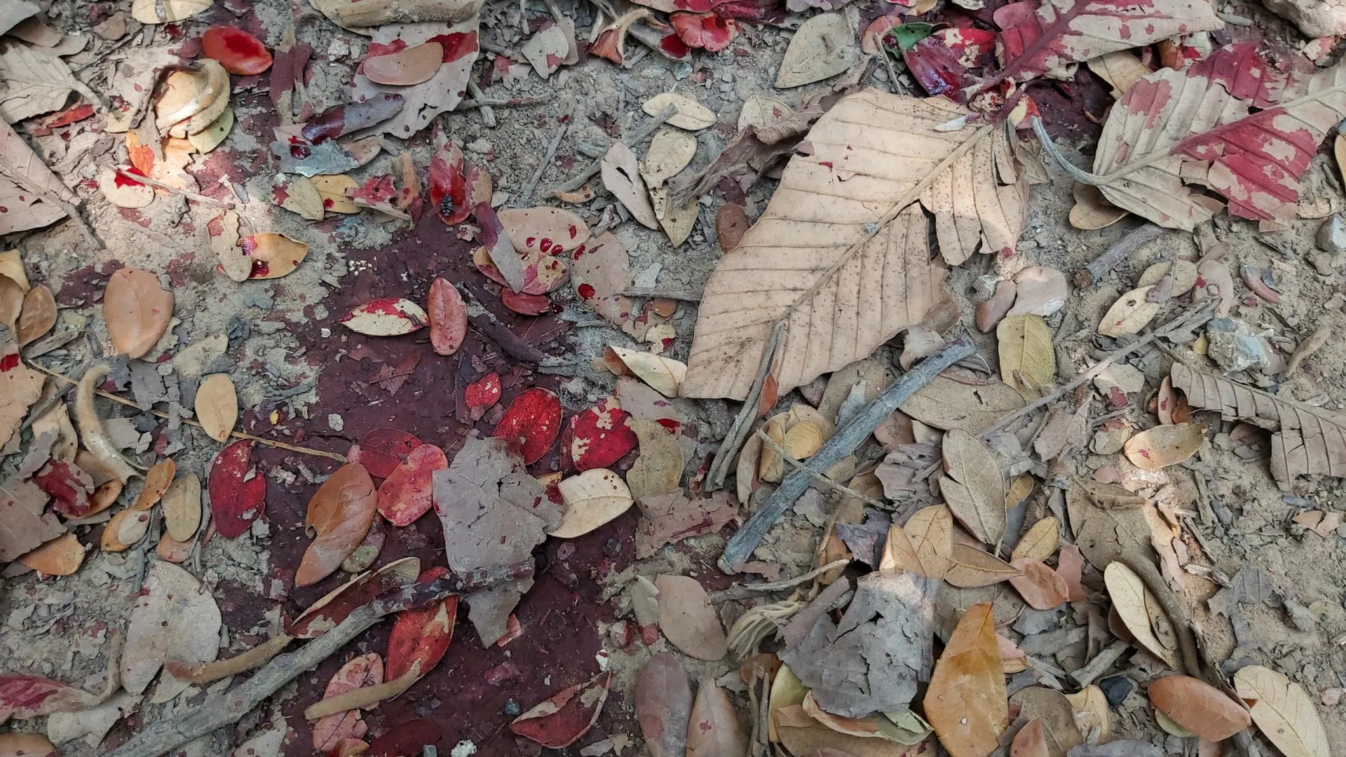 Homem é morto a tiros pelo irmão em Guarujá (SP)