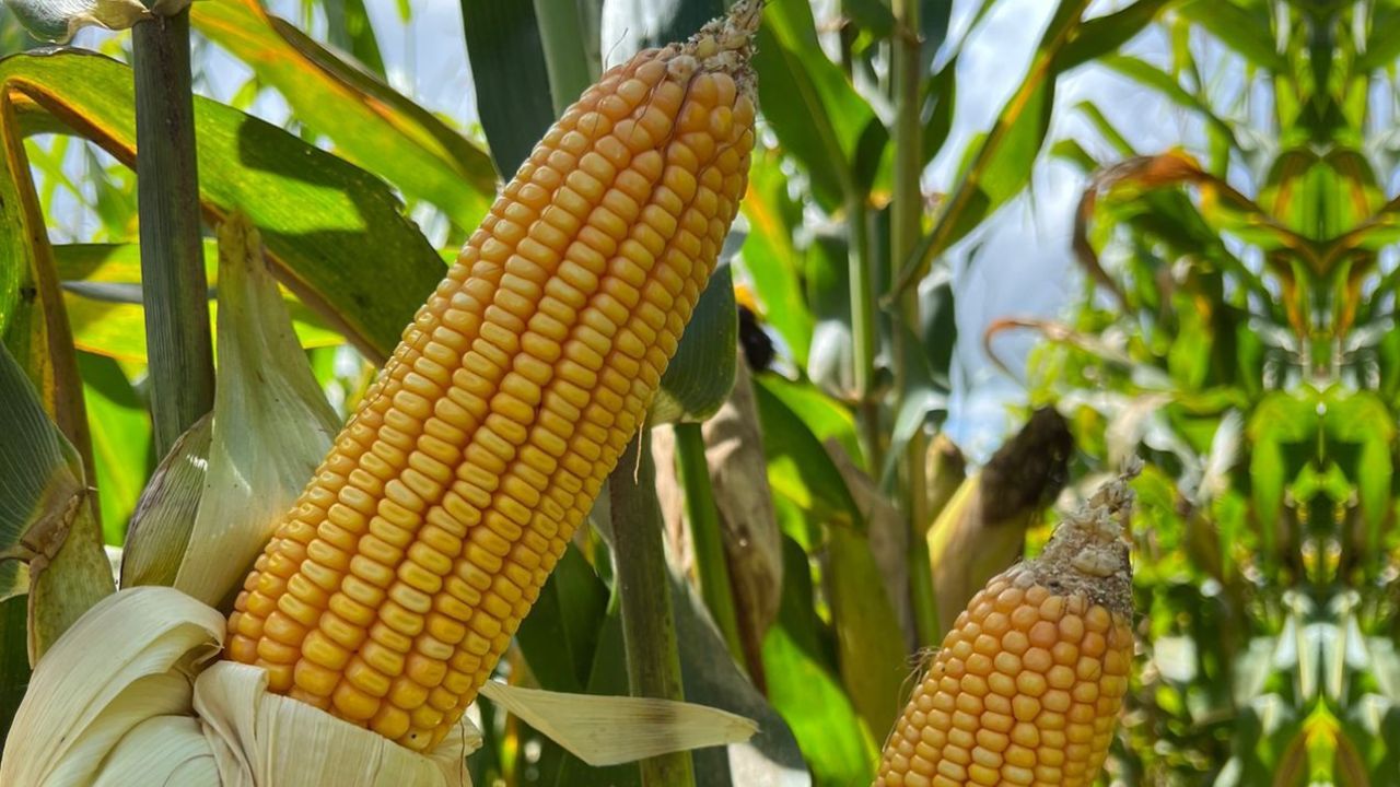 Milho/Cepea: Com demanda ainda fraca, preços caem em parte das praças