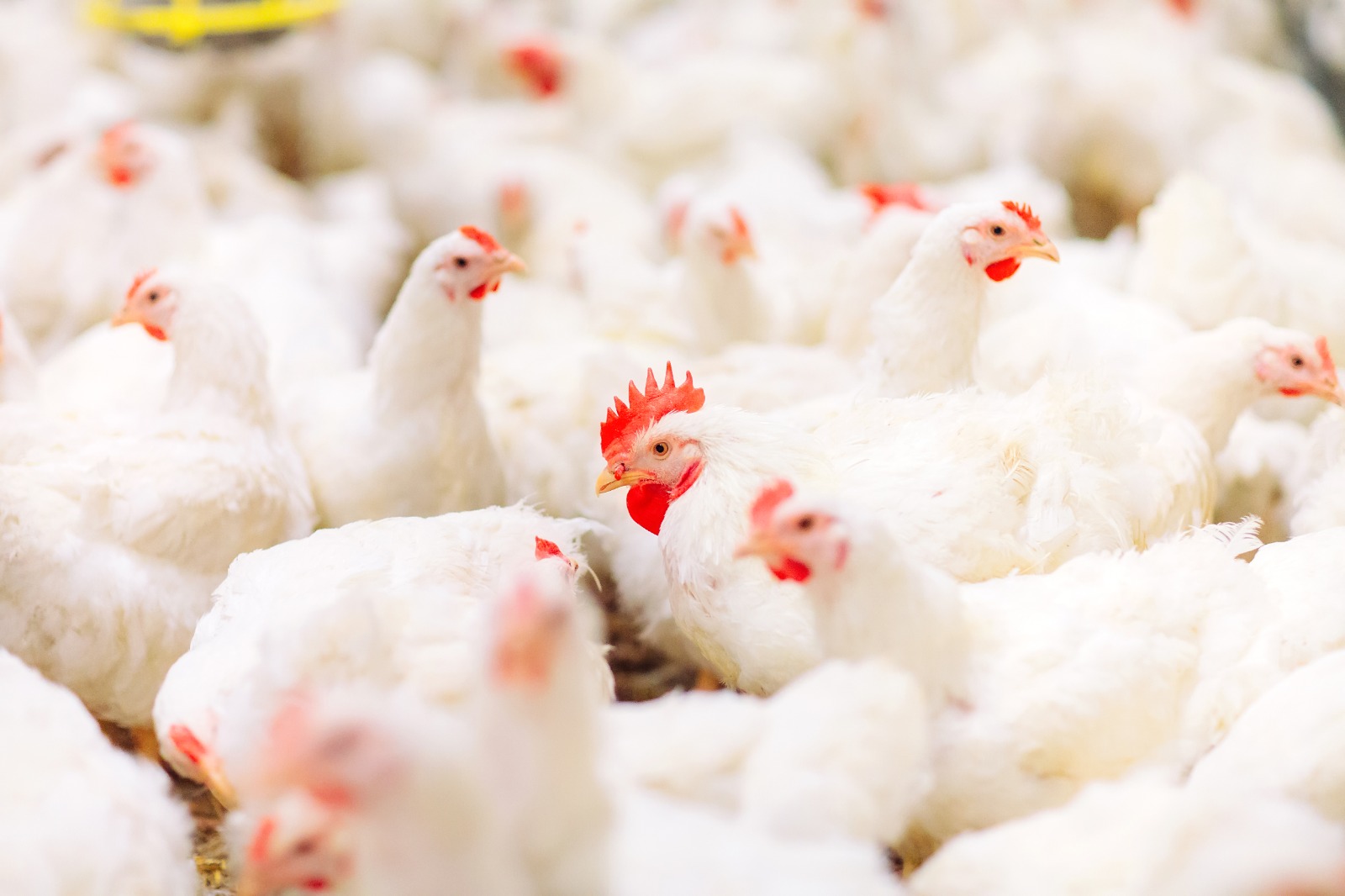 Avicultura amplia presença na ABRA