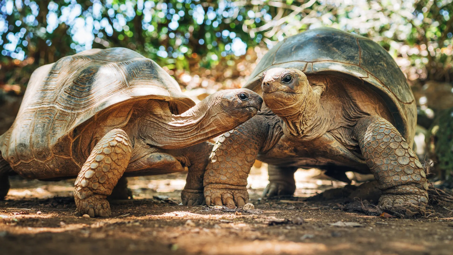 Por que os animais tem expectativas de vida tão diferentes
