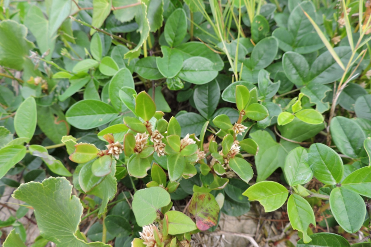 Planta brasileira mostra potencial contra inflamação e dor da artrite