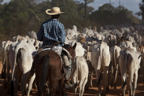 Boi gordo abre a semana com “mais do mesmo” e mantém R$ 325/@; veja as cotações