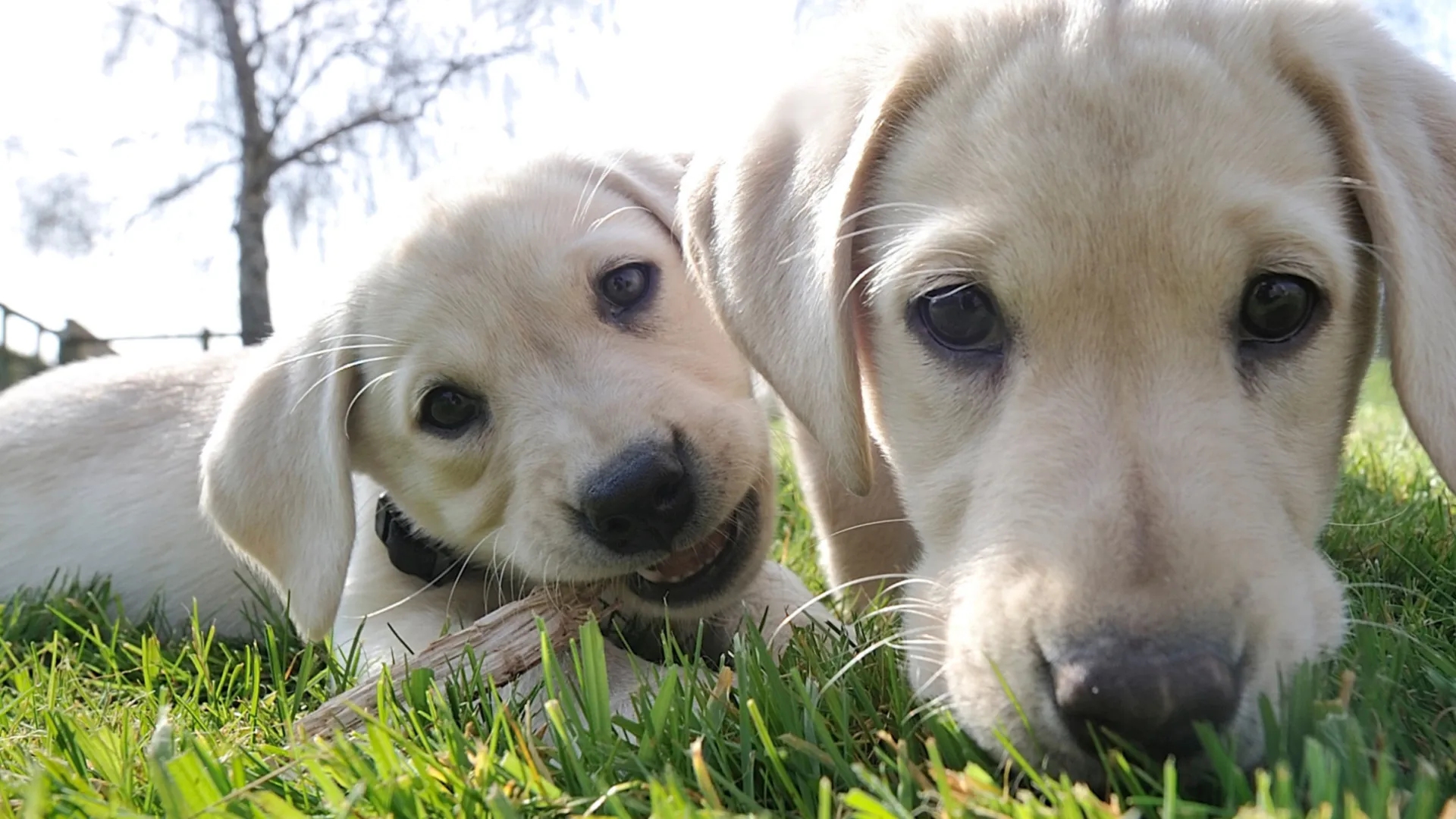 Gênios: o ranking das raças de cachorros mais inteligentes
