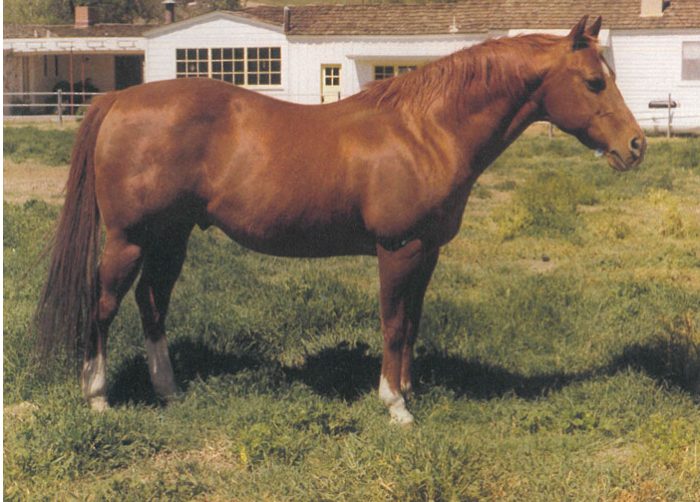 Doc Bar: o “erro” que virou ouro e criou o padrão genético que reina até hoje no Quarto de Milha