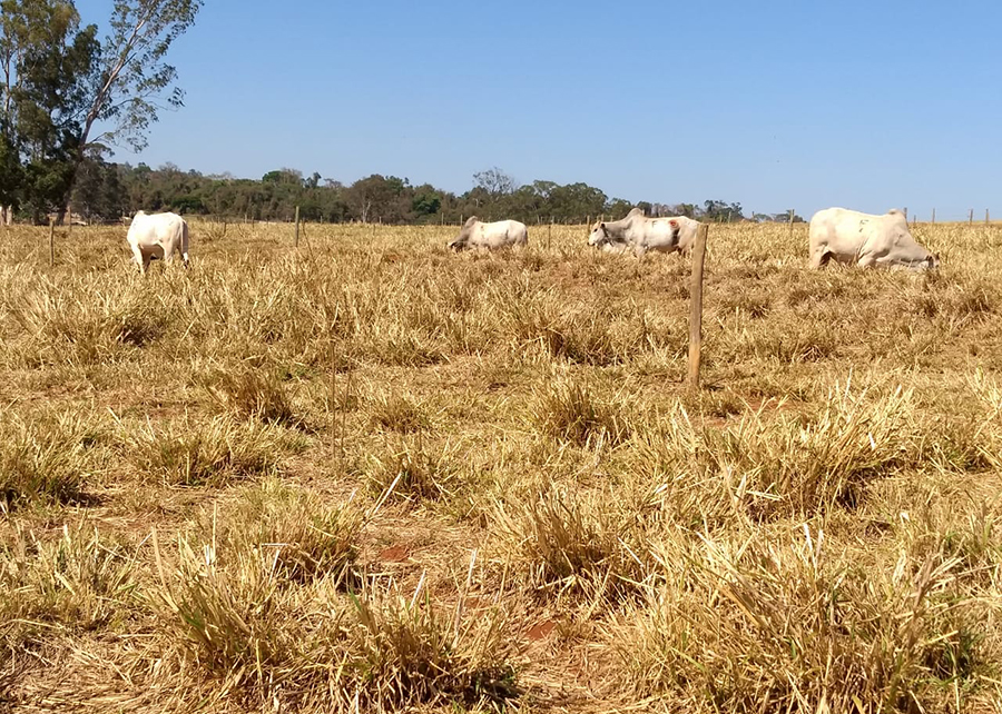 Como identificar e corrigir o erro que mais degrada pastagens no Brasil; Entenda