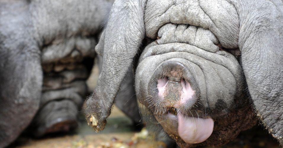 Conheça a raça Taihu, o porco da China que revolucionou a reprodução suína; vídeo