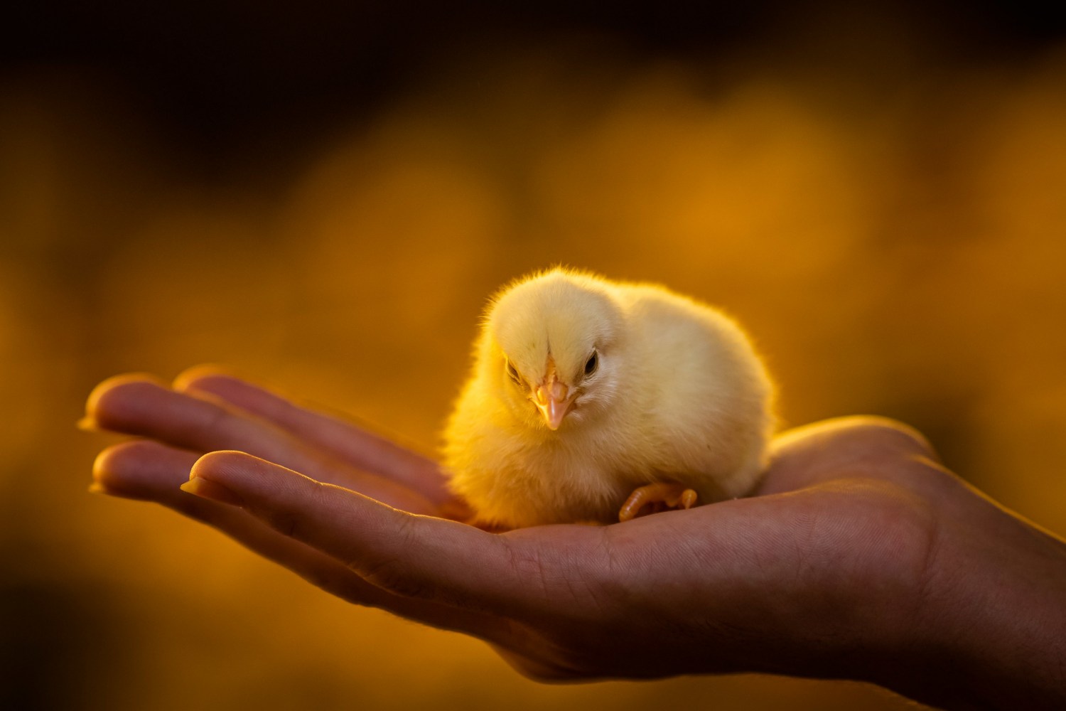 Suplementação in ovo ganha força e promete pintinhos mais fortes desde a incubação