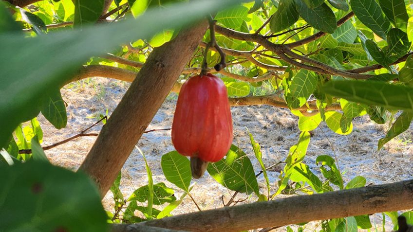 Nova cultivar BRS 805 reforça a produção de caju no Ceará