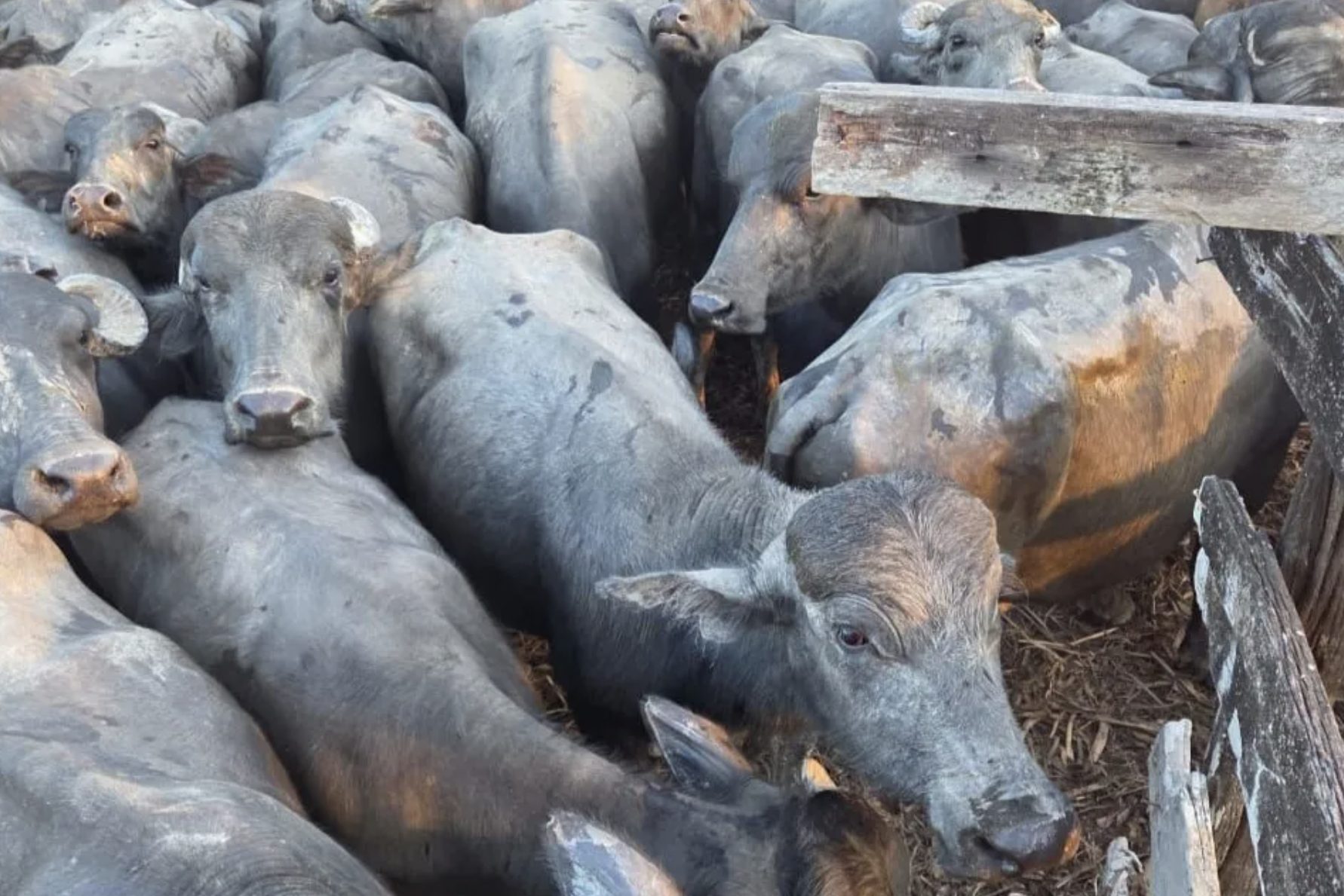 Ladrões roubam mais de 120 búfalos em fazenda usando embarcação e rendem funcionários