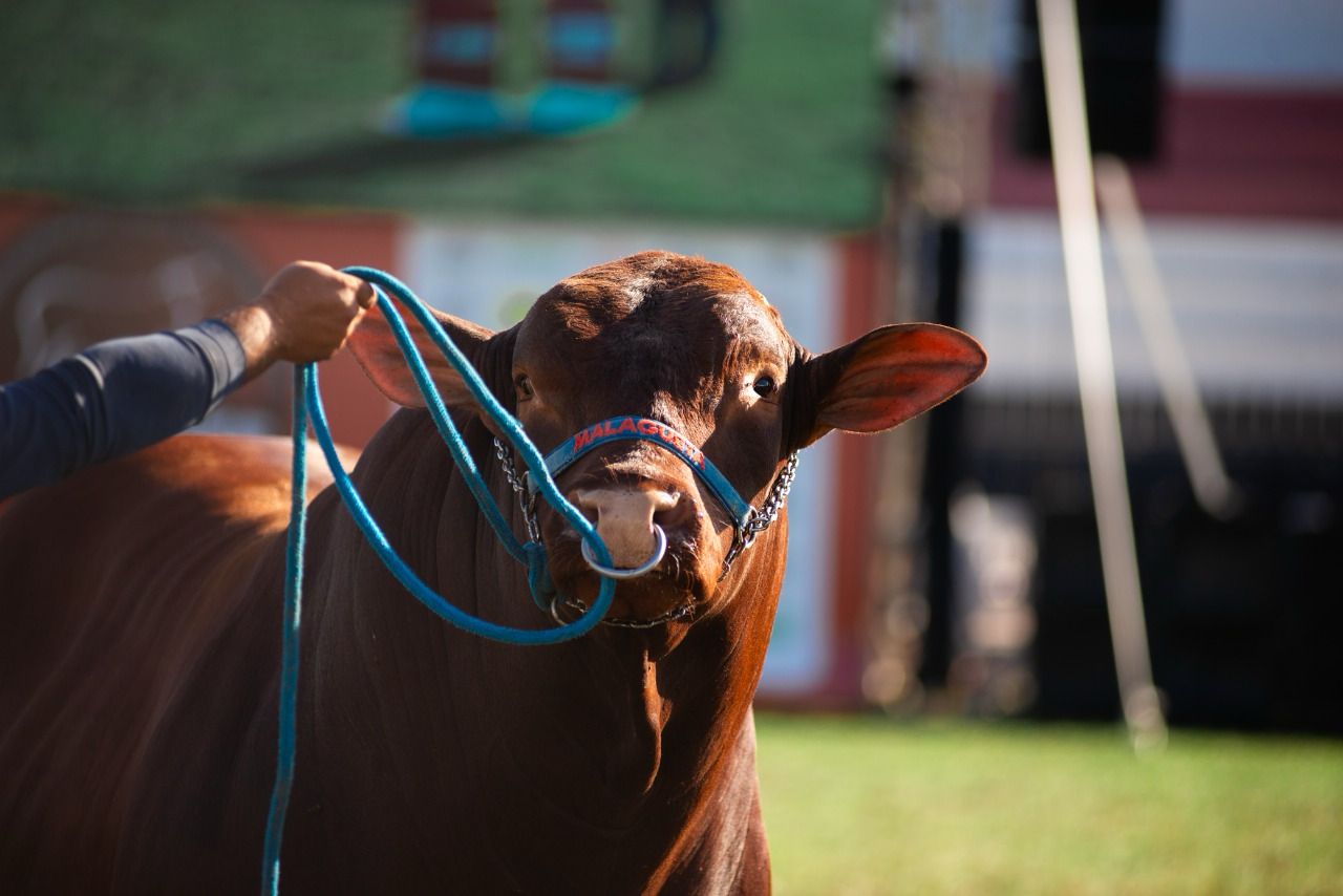Raça Santa Gertrudis cresce 20% nas centrais de inseminação em 2025