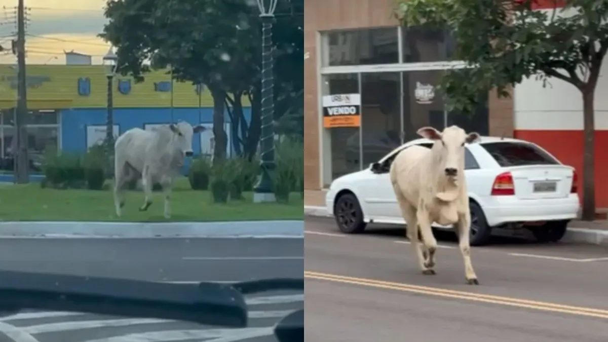 Boi escapa a caminho do frigorífico e causa pânico em moradores no Paraná; vídeo
