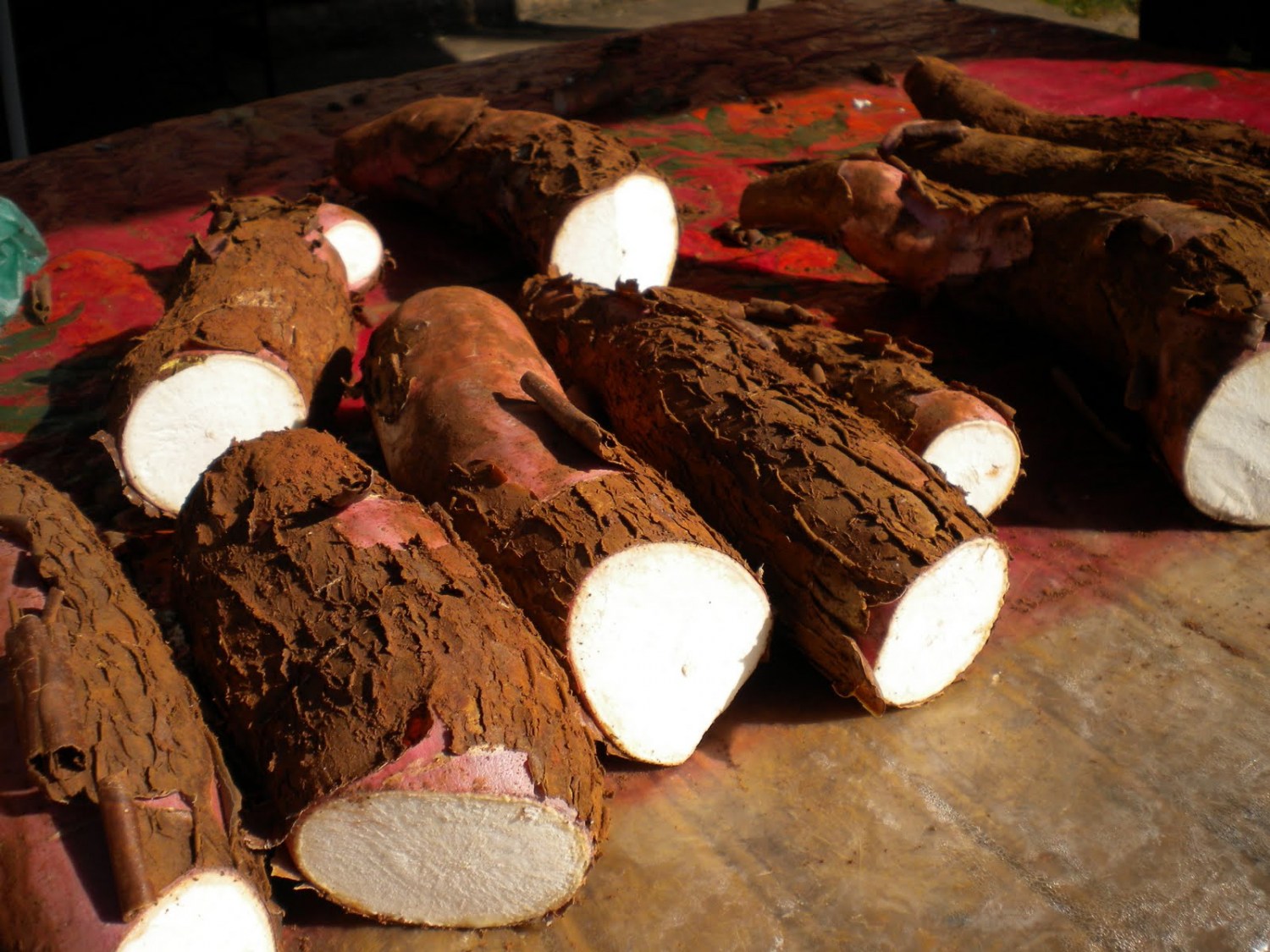 MANDIOCA/CEPEA: Produção cresce em 2025, mas moagem não é otimizada