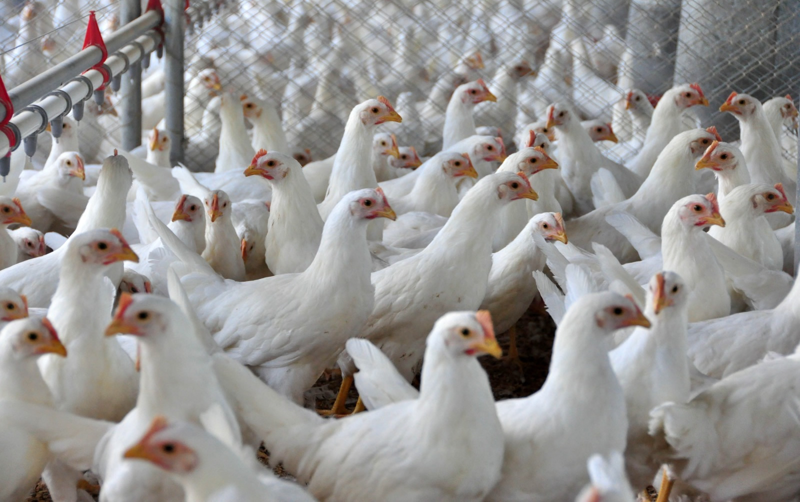 Frango/Cepea: em ano de gripe aviária, setor mostra resiliência e tem balanço positivo