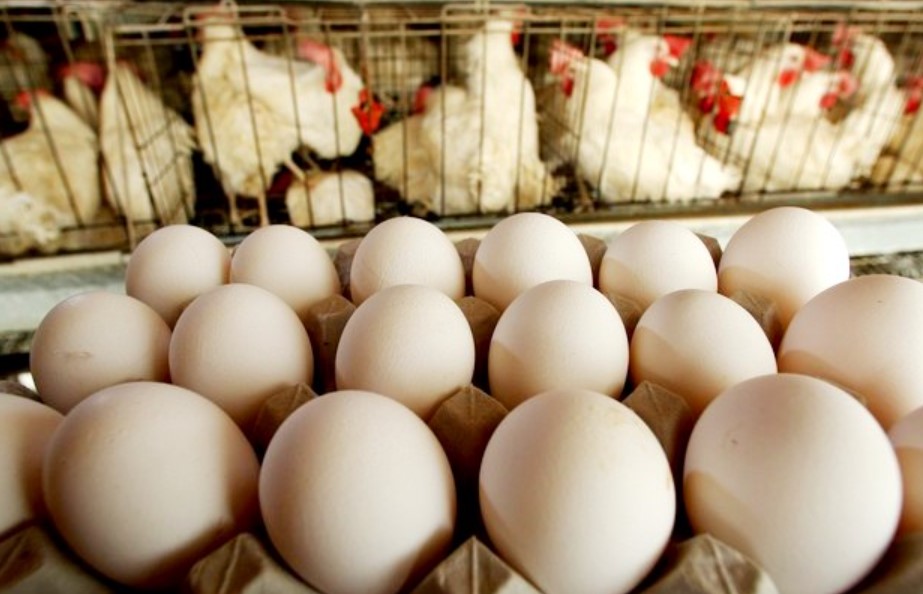 Ovos/Cepea: Mesmo em ano de gripe aviária, produção e exportação atingem recordes