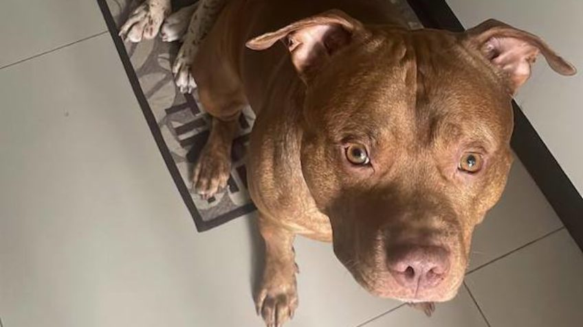 Silvinei fugiu levando o cachorro para o Paraguai, diz PF