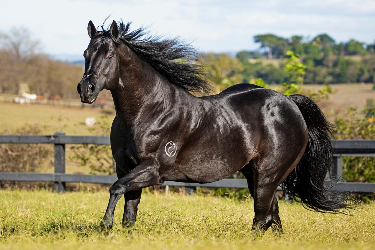 Don Toro HJG se consagra um dos maiores nomes do Quarto de Milha em ano de conquistas