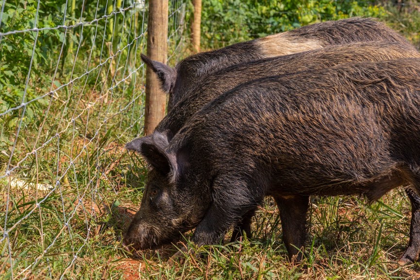 Javalis invadem Goiás e vira desafio para o Ibama e ameaça direta aos produtores rurais
