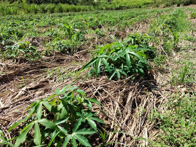 Talos e folhas de mandioca na silagem: vale a pena para o seu rebanho?