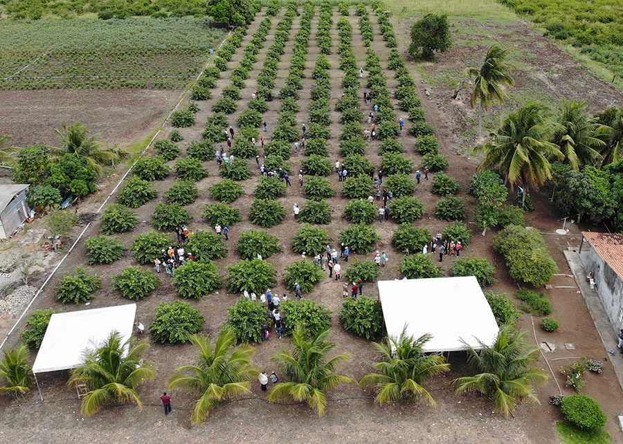 Projeto da Embrapa na Agricultura Familiar gera quase R$ 3 em retorno social para cada R$ 1 investido