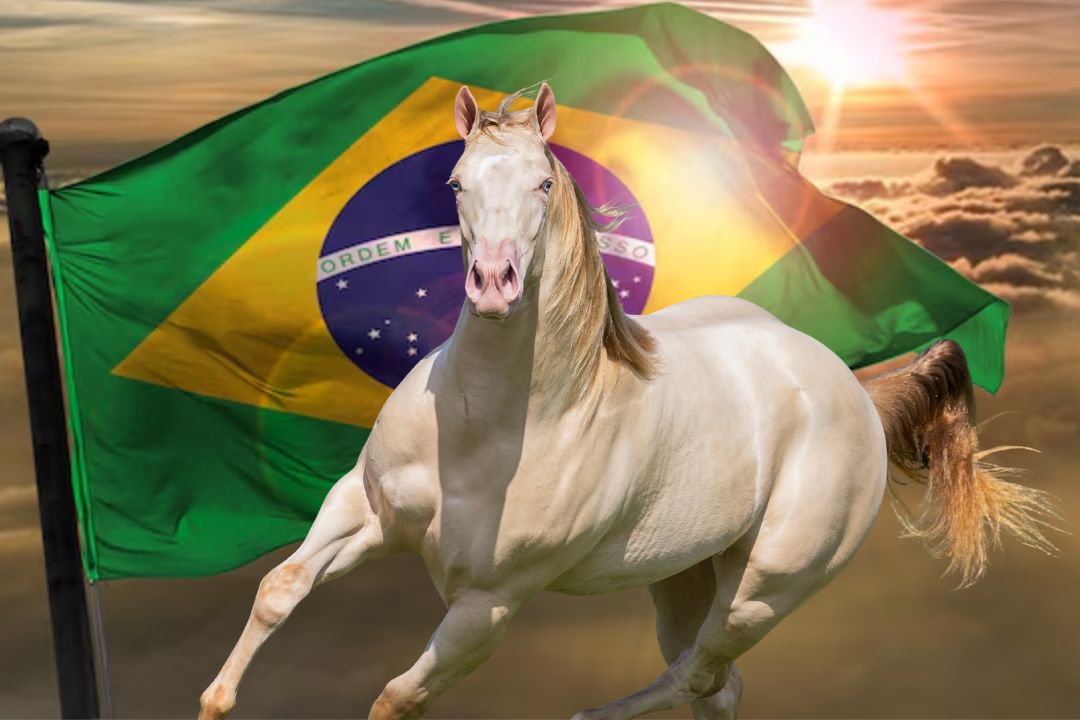 Principais leilões da raça Quarto de Milha movimentam cifras históricas em 2025