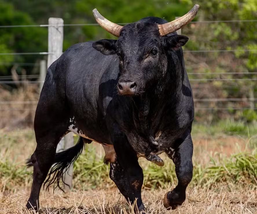 Rodeio brasileiro perde um de seus maiores ícones, Touro Extremo deixa legado histórico