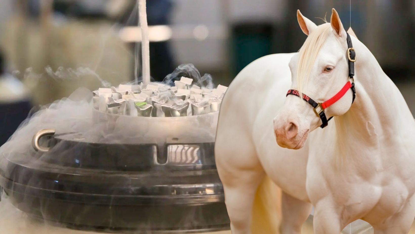 Brasil ganha primeira central de coleta e processamento de sêmen equino